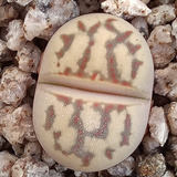 1 Lithops Dorotheae (cactus Piedra/suculentas)