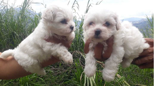 Cachorros Bichon Maltes Machos