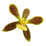 Orquídea Encyclia Patens ! Planta Adulta !