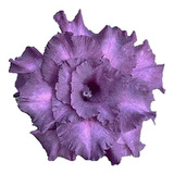 Muda Rosa Do Deserto Planta Enxertada - Purple Blue Rara
