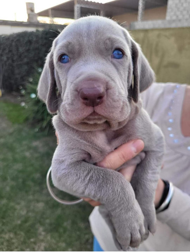 Cachorros Braco De Weimar Machos Y Hembras...