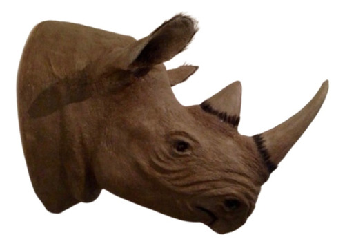 Animales Disecados 100% Artificiales Rinoceronte