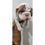 Mini Bulldog Ingles Merle