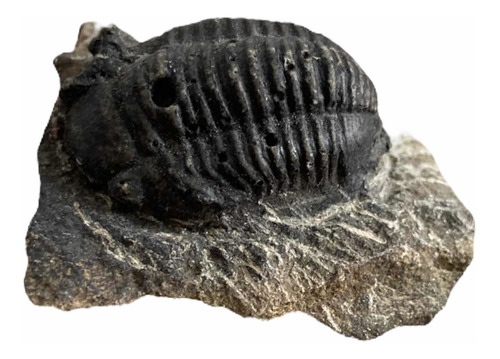 1 Trilobite Fósil En Matriz Roca Natural Autentico 