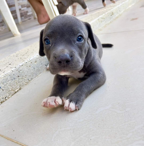 Cachorro Pitbull Blue Bogotá, Cali, Pereira Animal Pets 