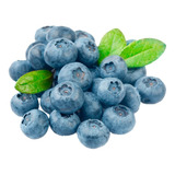 Muda De Mirtilo Blueberry 