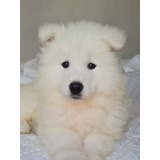 Samoyedo Cachorros