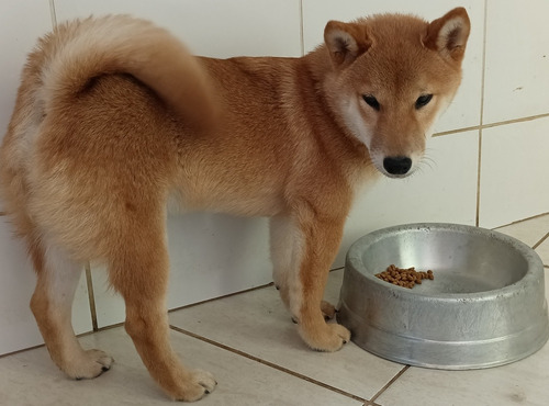 Shiba Inu Macho Vermelho (pronta Entrega)