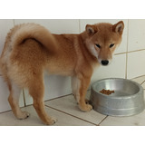 Shiba Inu Macho Vermelho (pronta Entrega)