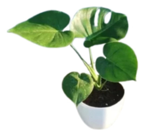 Monstera Deliciosa + Maceta Plástica Premium N22 + Plato