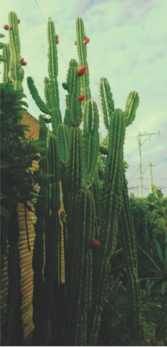 Cactus 60 Cm 