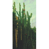 Cactus 60 Cm 