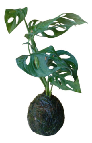 Planta Kokedama Philodendron Perubeano Monstera Obliqua 