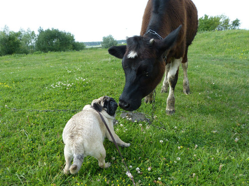 Cautivador Pug Garantia Mascotassaintdaniel 21