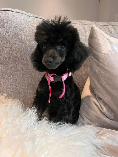 Cachorritos French Poodle Negro Caniche Minitoy  | Meses sin interés