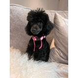 Cachorritos French Poodle Negro Caniche Minitoy 