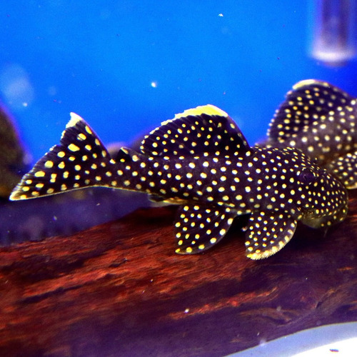 Peixe Cascudo Pepita De Ouro L018 (baryancistrus Xanthellus)