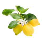 Plantas De Limon Con Flores