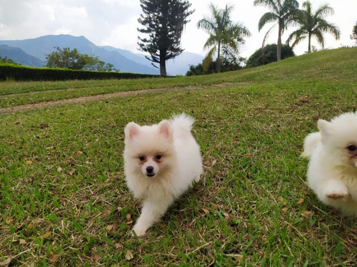 Cachorros Pomsky Mini Perros En Venta En Bucaramanga