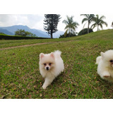 Cachorros Pomsky Mini Perros En Venta En Bucaramanga