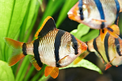 Pct. C/10 Peixes Barbus Sumatra -aquário- Água Doce