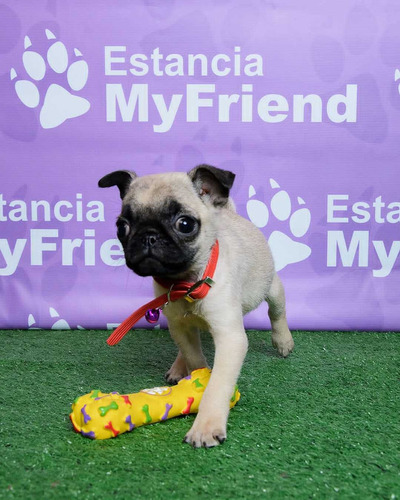 Cachorro Pug Carlino 1112