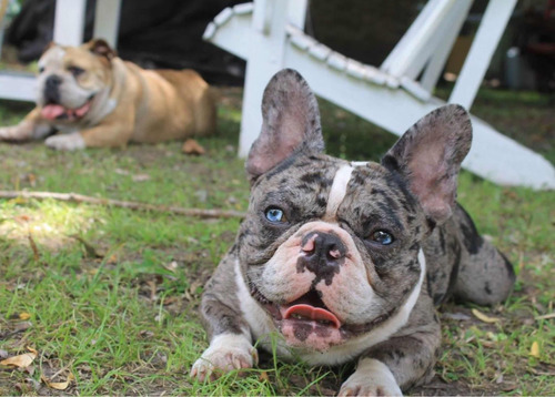 Bulldog Francés Oportunidad Calidad Sanidad Valor