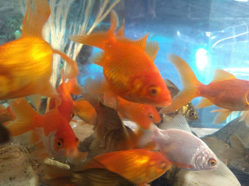 Peces Goldfish Carassius De Agua Fría