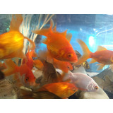 Peces Goldfish Carassius De Agua Fría