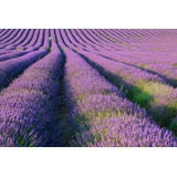 Semillas De Lavanda Alta Germinación Envío A Todo Chile