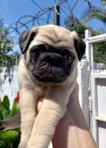 Hermosos Pug Machos Carlinos