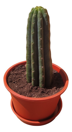 Cactus San Pedro Echinopsis Pachanoi 15 Cms Macetero Y Plato