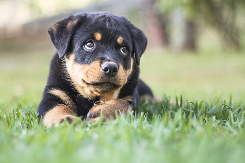 Rottweiler Incríveis Belos Filhotes Disponível