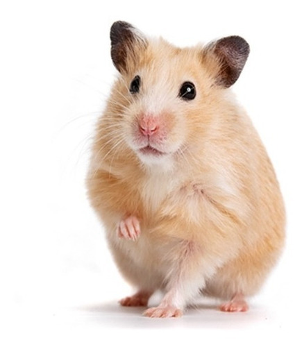 Hamster Golden Hermosos Pethome