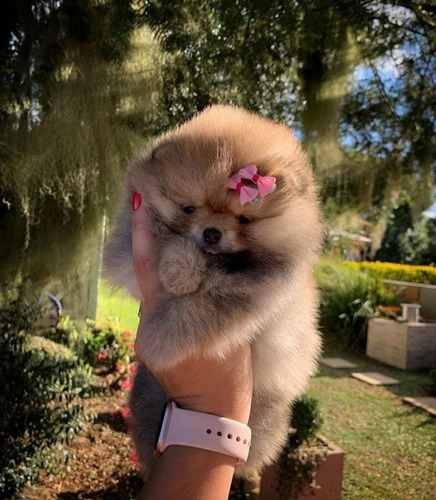 Pomerania Mini 