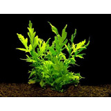  Planta Para Aquario Low Tech Kits 10 Mudas Abaixo