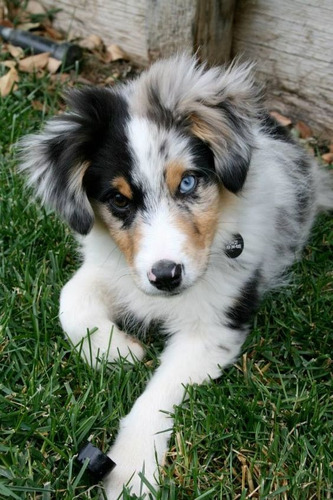  Pastor Australiano Filhotes  Blue Merle 