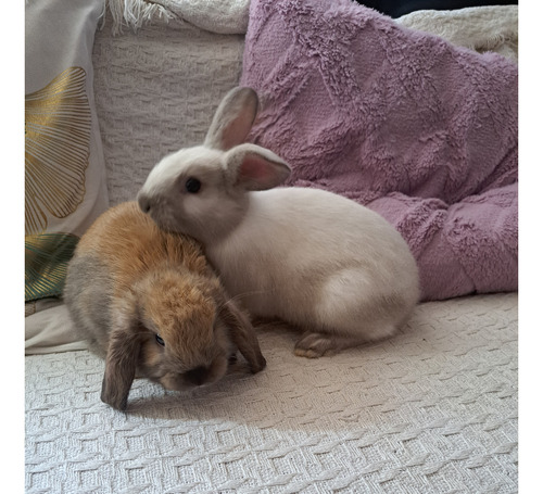 Tiernos Conejos Belier Orejas Caidas