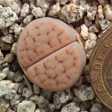 1 Lithops Schwantesii C105 (cactus Piedra/suculentas)