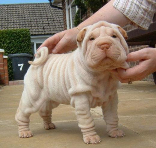 Cachorro Shar Pei Ártico 05