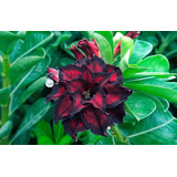  Rosa Del Desierto Adenium Rojo Black