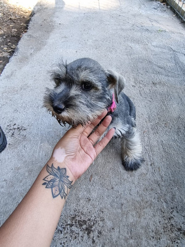 Macho Schnauzer  Miniatura Negra,de Criadero