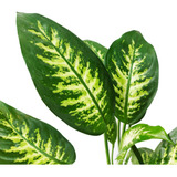 Planta Interior Dieffenbachia Alex M15 Green Online Vivero 