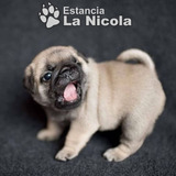 Cachorros Pug Carlino 11ll