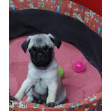 Cachorros Pug 1 Hembra 4 Machos - Vacunados - 50 Dias