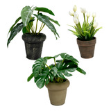 Set 3 Plantas Artificiales Tulipan Monstera Y Begonia