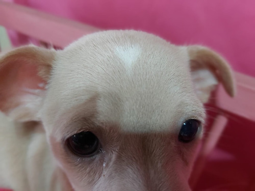 Chihuahua Macho Mini Blanco