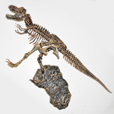 Tyrannosaurus / Tiranosaurio Rex Modelo De Esqueleto Armable