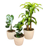 Monstera, Ficus Pandurata Y Palo De Agua En Maceta Premium 