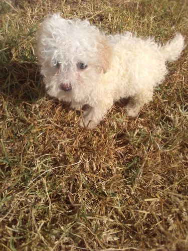 Poodle Hembras Miniatura